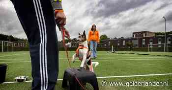 Het beste naar boven halen bij mens en dier - De Gelderlander