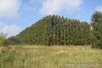 Tweehonderd populieren voor PFOS-berm naast 3M voorlopig niet gekapt