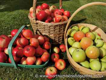 Seeing the gardener through the dark months ahead - Northumberland Gazette