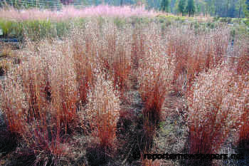 Environmental Gardener: Finding fall colors where you may not expect them - Reporter Newspapers