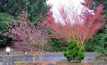 Ask a Master Gardener — Color in the winter garden - goskagit.com