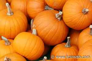 Washington County Master Gardener Provides Tips for Pumpkin Longevity - kciiradio.com
