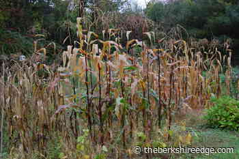 GARDENER'S CHECKLIST: Week of October 7, 2021 - theberkshireedge.com