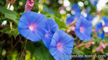 Ask the Gardener: Morning glory? Not so much. A problem plant - Boston.com