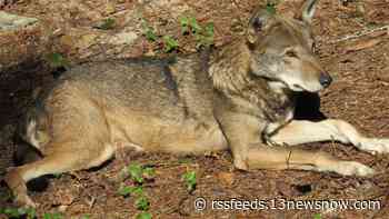Welcome home, Hyde: Virginia Living Museum has a new red wolf