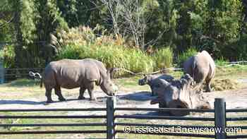 Norfolk zoo celebrates baby rhino 'Mosi' turning 3 months old