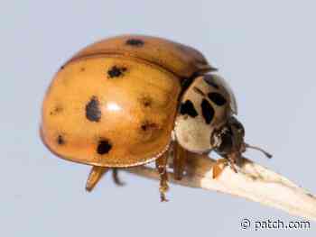 5 Insects Making A Beeline For Rhode Island Houses Right Now - Patch.com