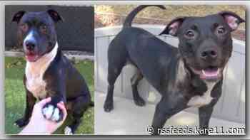 'Clear the Shelter': Minneapolis animal shelter waives fees for adoptable dogs
