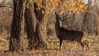 Minnesota DNR temporarily bans farmed deer movement into and within the state