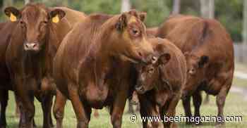 Cattle market consensus still eludes Congress
