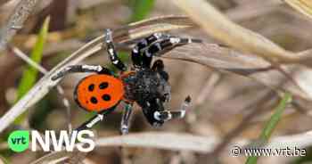 "Zeldzamer dan panda's": Natuurpunt verhuist opnieuw lentevuurspinnen in Lommel - VRT NWS