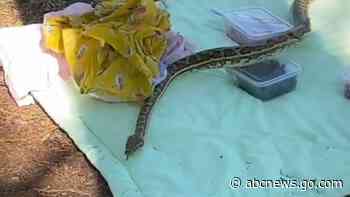 WATCH:  Carpet python gate-crashes picnic