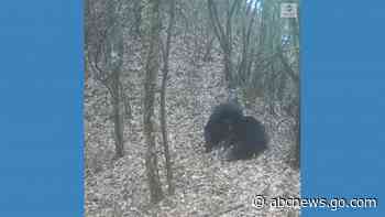 WATCH:  Rare black bears spotted in Chinese mountain
