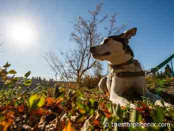 Committee votes to allow dogs on leashes in Kiwanis Memorial Park