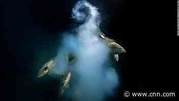 Stunning underwater scene wins Wildlife Photographer of the Year competition