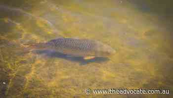 Carp gone or nearly gone from Lake Sorell - The Advocate