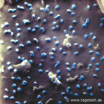 Corona-Lage im Kreis Stade: Inzidenz klettert wieder über 50 - Alle Artikel - Tageblatt-online