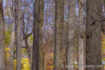 Castlegar area woodlot licence receives provincial award – Nelson Star - Nelson Star