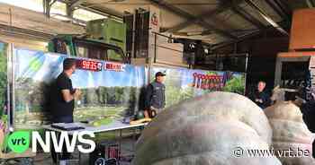 Zwaarste Europese pompoen komt uit Toscane, op één na zwaarste uit Kasterlee - VRT NWS