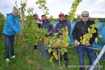 Voor wijnbouwer Tim (48) is de oogst dit jaar geen mislukking: “Maar het imago van België als wijnland kreeg toch een flinke knauw”