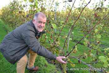Wijnbouwers kennen rampjaar: te veel regen, te weinig zon, te veel schimmels en nu ook hongerige vogels