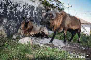 Messaoud VI a recruté deux camarades - Epinal infos - Epinal Infos