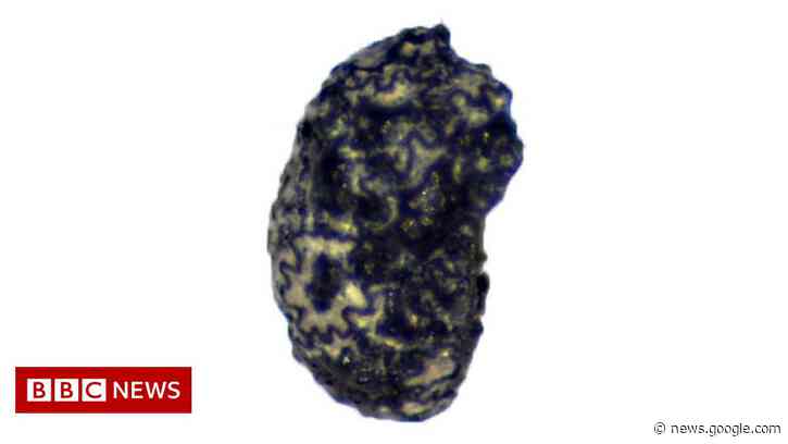 Humans used tobacco 12,300 years ago, new discovery suggests - BBC News