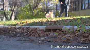 Saskatoon begins fall street-sweeping this week - CTV News Saskatoon
