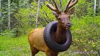 Officers freed elk from tire stuck on its neck for over 2 years