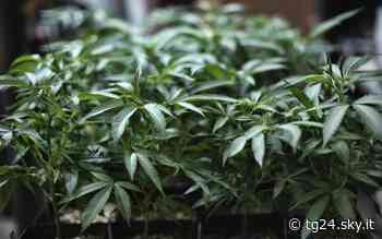 Vercelli, in casa ha 24 piante di cannabis: arrestato 27enne - Sky Tg24