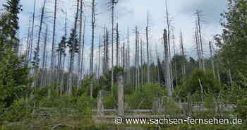 Wälder in Chemnitz zeitweise gesperrt | SACHSEN FERNSEHEN - SACHSEN FERNSEHEN