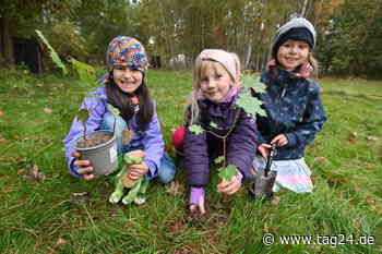 Chemnitz: Hier können Kinder in den Ferien ein Stück Wald pflanzen - TAG24