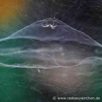 Franzose ist «Wildlife Photographer of the Year» - radioeuskirchen.de