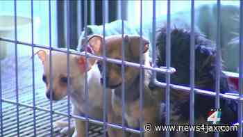 New bill would ban retail sale of dogs, cats - WJXT News4JAX