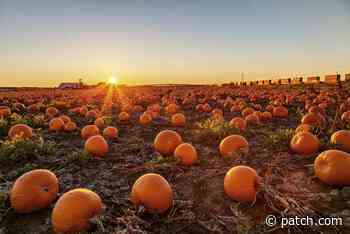 Pumpkin Patches Near Austin - Patch.com
