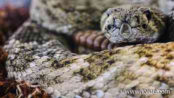 Austin medics send warning after treating two pediatric rattlesnake bites in two days - KVUE.com