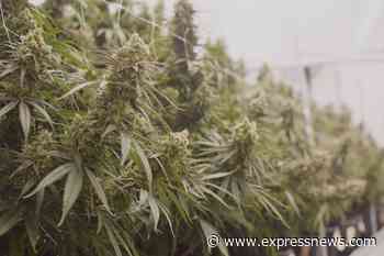 Medical marijuana taking off in Texas, but state restrictions are causing greater wait times and possibly prices - San Antonio Express-News