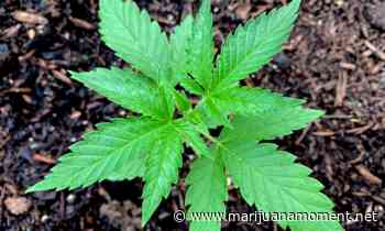 Kentucky Medical Marijuana Bill Will Pass If Leadership Has 'Courage' To Allow A Vote On New Version, Sponsor Says - Marijuana Moment