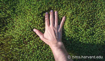 Unraveling the Mystery of Touch | Harvard Medical School - Harvard Medical School