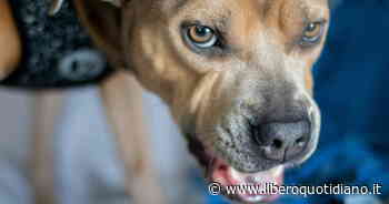 Modena, donna di 89 anni sbranata dai cani. Orrore sotto gli occhi di una bambina - Liberoquotidiano.it