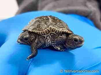 Massachusetts sees rare diamondback terrapin with two heads, six legs - Fall River Reporter