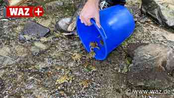 Brief aus Witten rettet Tieren unter A43-Brücke das Leben - Westdeutsche Allgemeine Zeitung