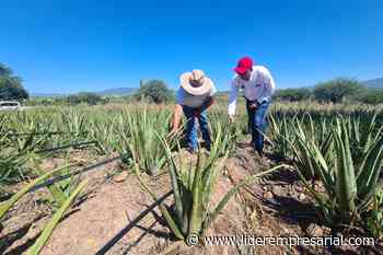 Calvillo incursiona en la producción de sábila - Líder Empresarial
