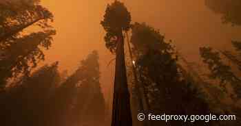 Scientists estimate 85% of world's population affected by climate change     - CNET