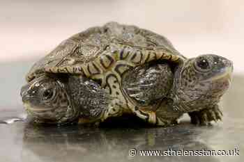 Two-headed baby turtle thrives at animal refuge - St Helens Star