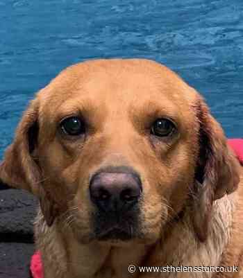 Star readers' anger after badly-injured Labrador likely used for dog baiting found - St Helens Star