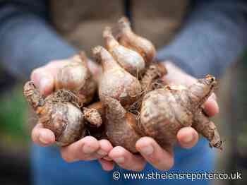 St Helens residents urged to support Marie Curie with bulb planting this autumn - St Helens Reporter