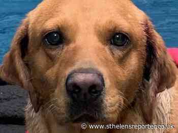 St Helens vet saves Connie's life after likely being used for dog baiting - St Helens Reporter