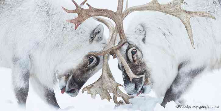 The best wildlife photos of the year show a curious grizzly, dueling reindeer, and fish swimming through a cloud of sperm