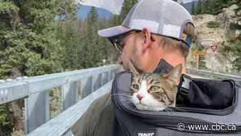 Indoor city cat survives almost two months in the wilds of Jasper National Park - CBC.ca
